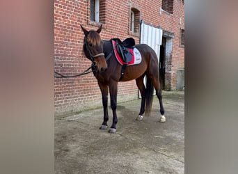 French Trotter, Gelding, 5 years, 16,2 hh, Smoky-Black