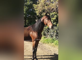 Französischer Traber, Wallach, 6 Jahre, 15,1 hh, Brauner