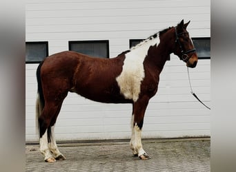 French Trotter, Gelding, 6 years, 15,2 hh, Pinto