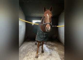 French Trotter, Gelding, 7 years, 15.1 hh, Chestnut-Red