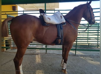 French Trotter, Gelding, 7 years, 16.1 hh, Chestnut-Red