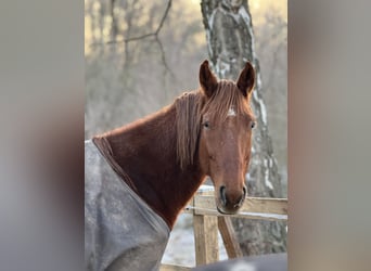 French Trotter, Gelding, 7 years, 16.1 hh, Chestnut-Red