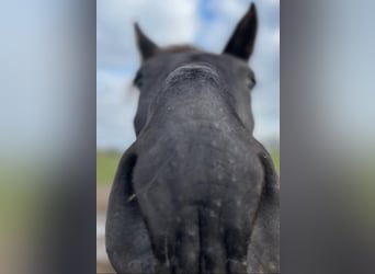 French Trotter, Gelding, 7 years, 16 hh, Black