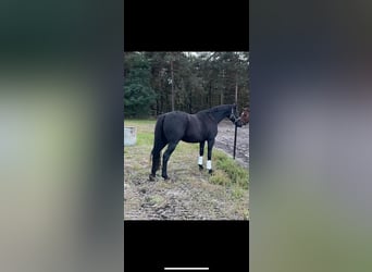 French Trotter, Gelding, 7 years, 16 hh, Black