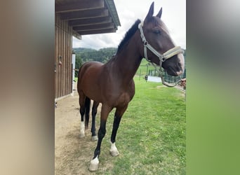 French Trotter, Gelding, 8 years, 15.2 hh, Brown