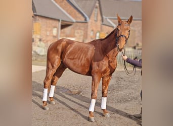 French Trotter, Gelding, 8 years, 15,1 hh, Chestnut-Red