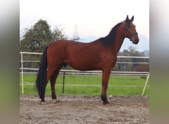 French Trotter, Gelding, 8 years, 15,2 hh, Brown