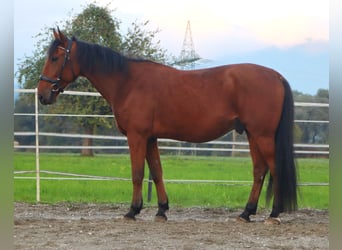 French Trotter, Gelding, 8 years, 15,2 hh, Brown