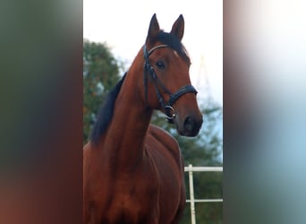 French Trotter, Gelding, 8 years, 15,2 hh, Brown