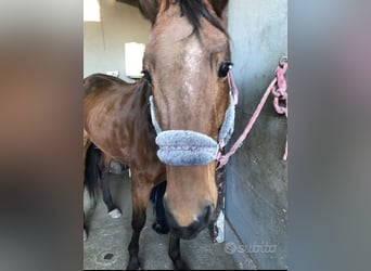French Trotter Mix, Gelding, 8 years, 16.2 hh, Black