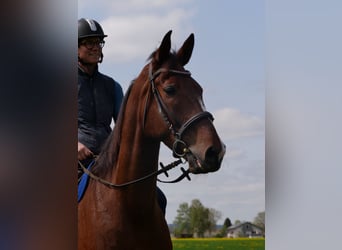 French Trotter, Gelding, 8 years, 16.2 hh, Brown