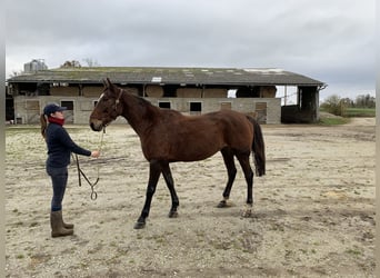 French Trotter, Gelding, 8 years, 16 hh, Brown