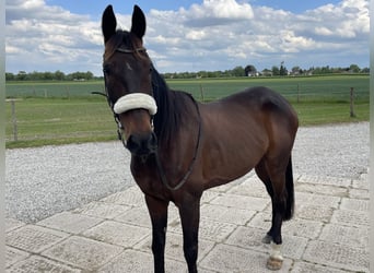 French Trotter, Gelding, 8 years, 16,2 hh, Brown