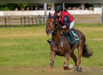 French Trotter, Gelding, 9 years, 15.2 hh, Chestnut-Red