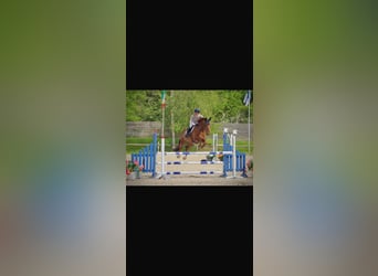 French Trotter, Gelding, 9 years, 16.1 hh, Chestnut-Red