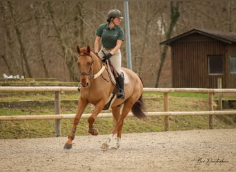 French Trotter, Gelding, 9 years, 16.1 hh, Chestnut-Red