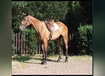 French Trotter, Gelding, 9 years, 16.2 hh, Bay