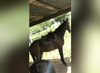 French Trotter, Gelding, 9 years, 16.3 hh