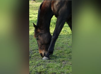 French Trotter, Gelding, 9 years, 16.3 hh