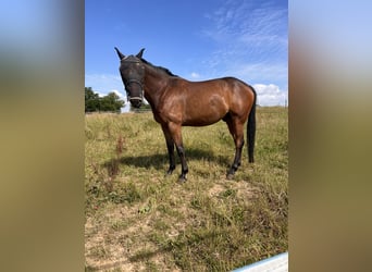 French Trotter, Gelding, 9 years, 16 hh, Brown