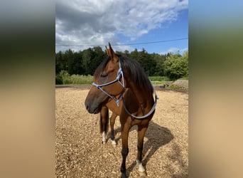 French Trotter, Gelding, 9 years, 16 hh, Brown