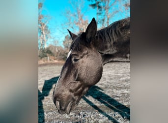 French Trotter, Gelding, 9 years, 16,2 hh, Black