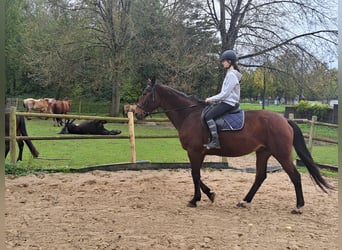 French Trotter, Gelding, 9 years, 17 hh, Brown