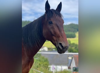 French Trotter, Gelding, 9 years, 17 hh, Brown