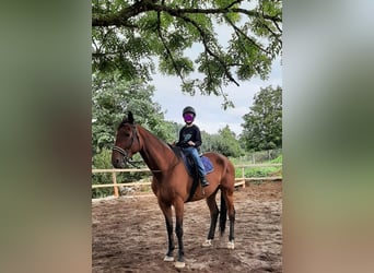 French Trotter, Gelding, 9 years, 17 hh, Brown