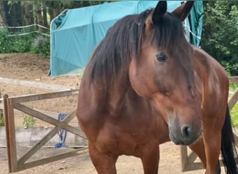 French Trotter, Gelding, 9 years, 17 hh, Brown