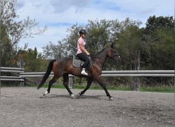 French Trotter, Mare, 10 years, 15.1 hh, Brown