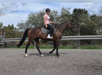 French Trotter, Mare, 10 years, 15.1 hh, Brown