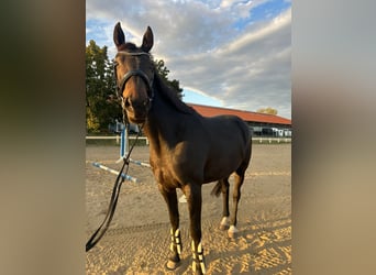 French Trotter, Mare, 10 years, 15.3 hh, Bay-Dark