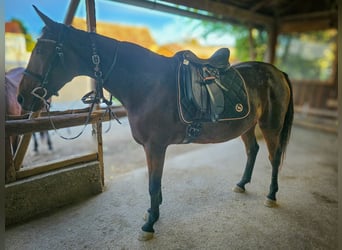 French Trotter, Mare, 10 years, 15,3 hh, Brown