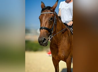 French Trotter, Mare, 10 years, 15,3 hh, Brown