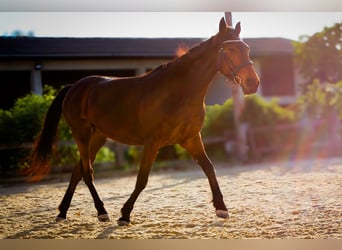 French Trotter, Mare, 10 years, 15,3 hh, Brown