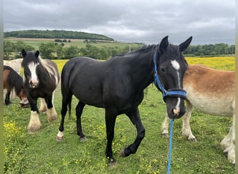 French Trotter, Mare, 10 years, 16,2 hh, Black