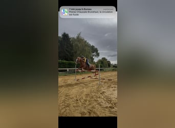 French Trotter, Mare, 12 years, 15.2 hh, Chestnut-Red