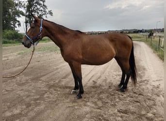French Trotter, Mare, 12 years, 16.1 hh, Bay