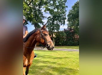 French Trotter, Mare, 13 years, 16 hh, Brown