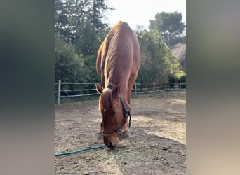 French Trotter, Mare, 14 years, 15.1 hh, Chestnut-Red