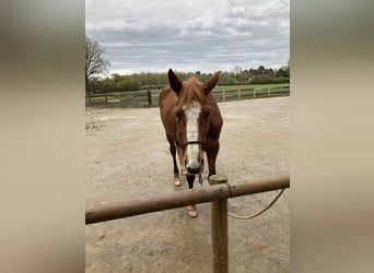French Trotter, Mare, 14 years, 15.3 hh, Chestnut-Red