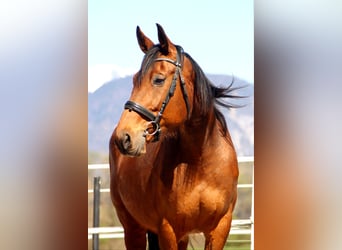 French Trotter, Mare, 14 years, 15 hh, Brown