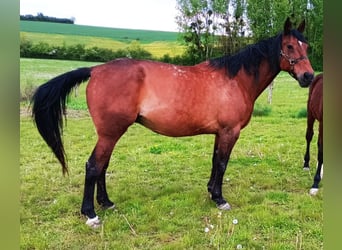 French Trotter, Mare, 14 years, 16,1 hh, Brown