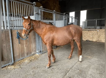French Trotter, Mare, 16 years, 15.2 hh, Chestnut-Red
