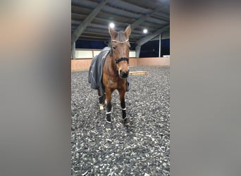 French Trotter, Mare, 16 years, 16.1 hh, Brown