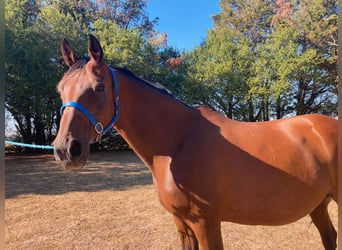 French Trotter, Mare, 16 years, 16 hh, Brown