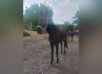 French Trotter, Mare, 19 years, 14.2 hh, Black