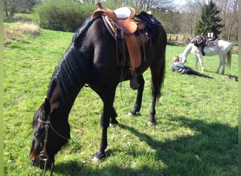 French Trotter, Mare, 19 years, 15,3 hh, Bay-Dark