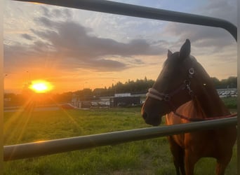 French Trotter, Mare, 19 years, 16 hh, Brown